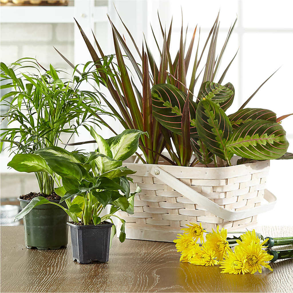 Florist Designed Blooming and Green Plants in a Basket – Marcela Floral Design, Sunrise FL