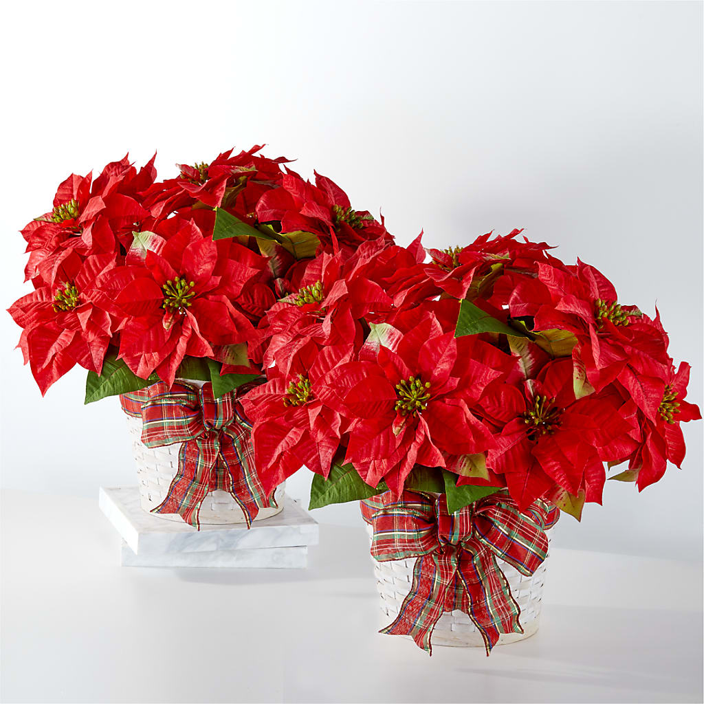 Happiest Holidays Poinsettia Bundle – Marcela Floral Design, Sunrise FL