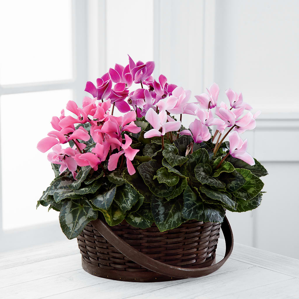 Mixed Cyclamen Planter – Marcela Floral Design, Sunrise FL