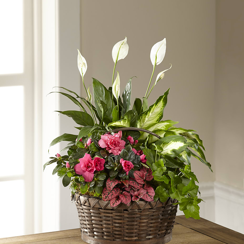 Dream in Pink Dishgarden – Marcela Floral Design, Sunrise FL
