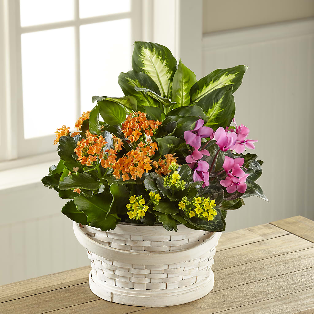 Color Crush Dishgarden – Marcela Floral Design, Sunrise FL