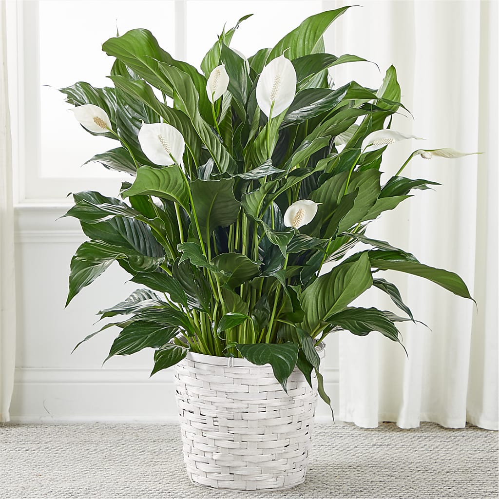 A New Leaf Peace Lily – Marcela Floral Design, Sunrise FL