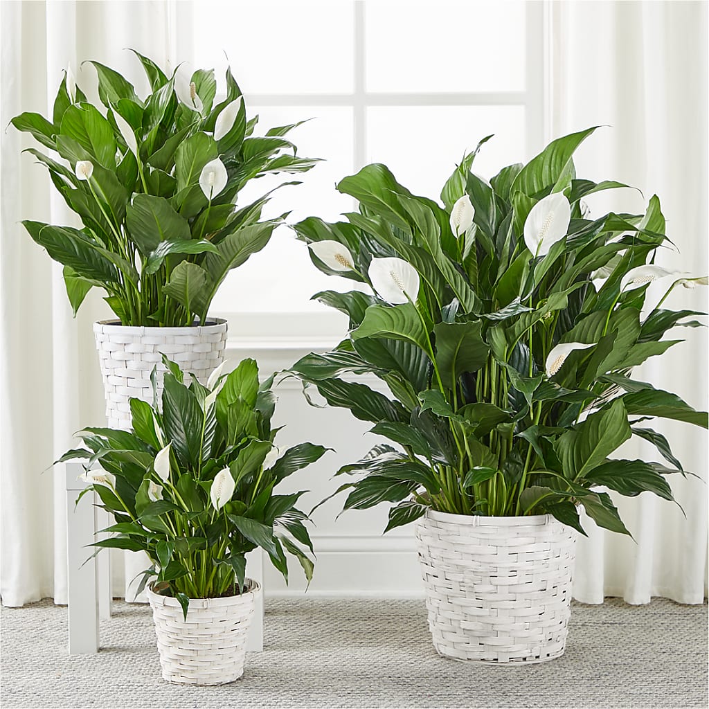 A New Leaf Peace Lily – Marcela Floral Design, Sunrise FL