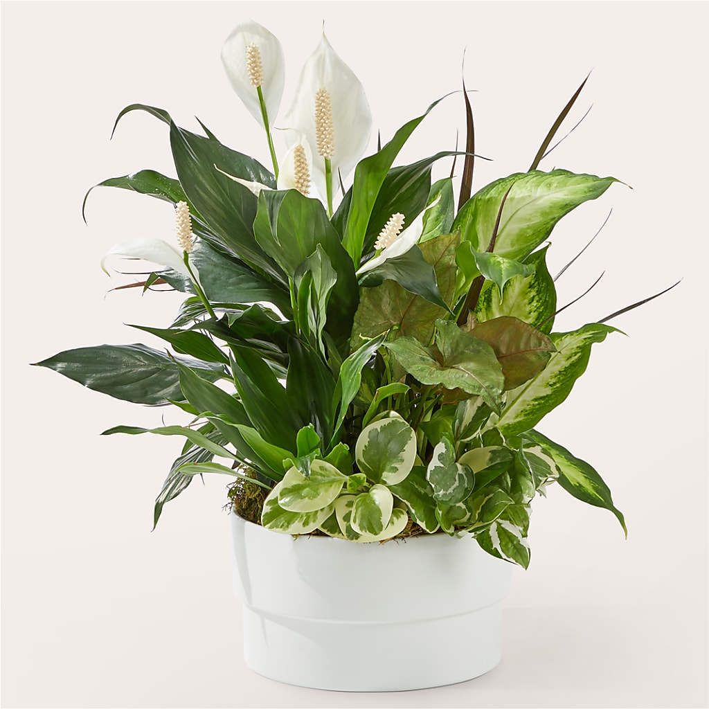 Radiating Positivity Dishgarden – Marcela Floral Design, Sunrise FL