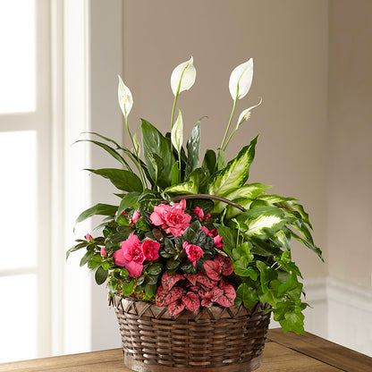 Dream in Pink Dishgarden –  Marcela Floral Design, Sunrise FL