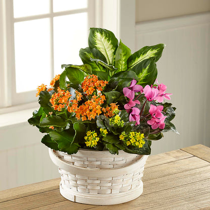 Color Crush Dishgarden –  Marcela Floral Design, Sunrise FL