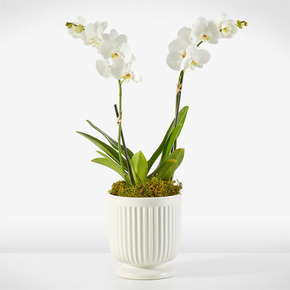 Whispering White Orchid –  Marcela Floral Design, Sunrise FL