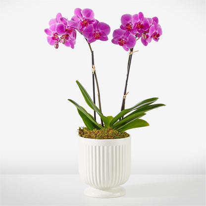 Friendly Fuchsia Orchid –  Marcela Floral Design, Sunrise FL