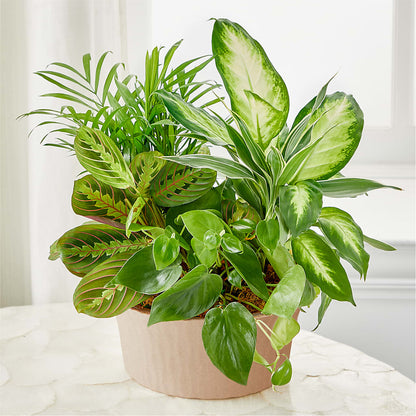 Balance & Harmony Dishgarden –  Marcela Floral Design, Sunrise FL