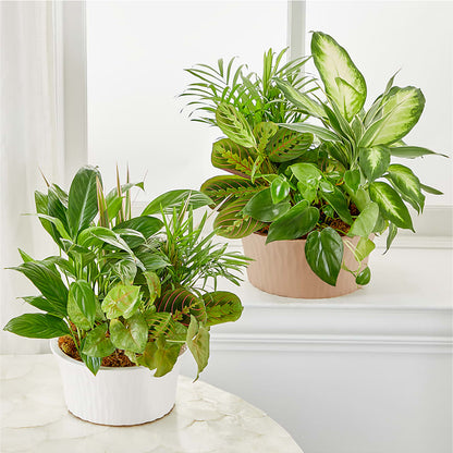 Balance & Harmony Dishgarden –  Marcela Floral Design, Sunrise FL