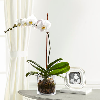 White Orchid Planter –  Marcela Floral Design, Sunrise FL