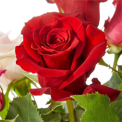 Love Notes Rose Bouquet –  Marcela Floral Design, Sunrise FL