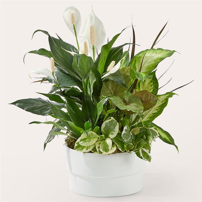 Radiating Positivity Dishgarden –  Marcela Floral Design, Sunrise FL